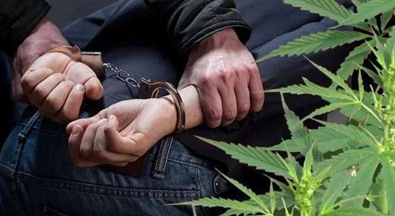 задержан за выращивание марихуаны
