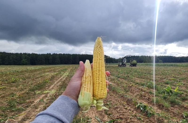 Кукуруза сбор урожая. Посадка на кукурузном поле. Поля кукурузы в Тульской области. День урожая.