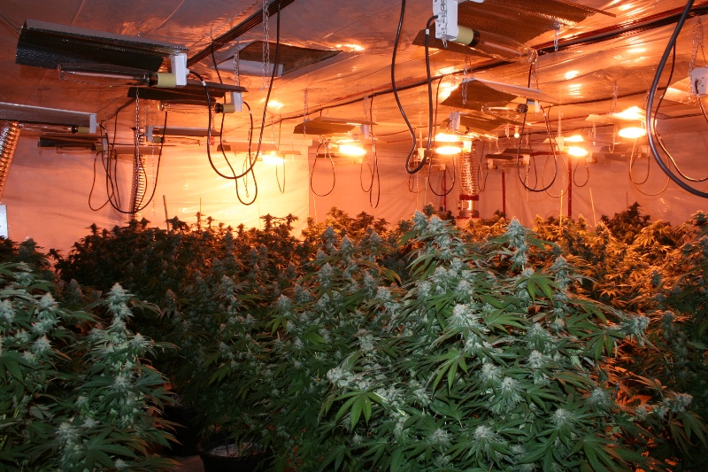 что нужно для выращивания марихуаны дома