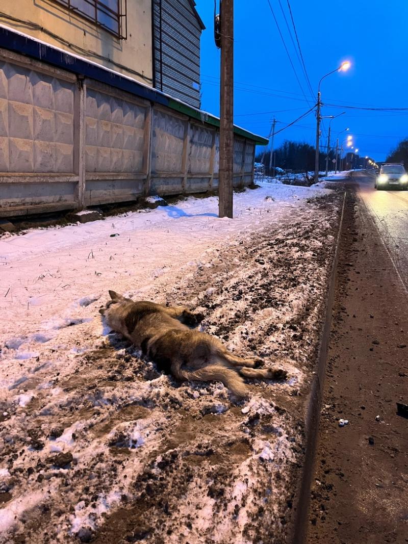 Труп собаки в ошейнике нашли на одной из дорог подмосковного Чехова