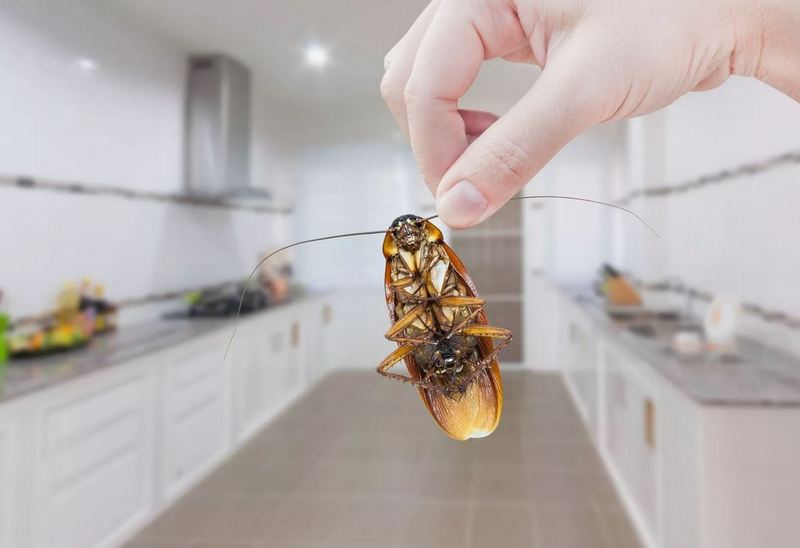 Как опытные специалисты помогут избавиться от тараканов в квартире