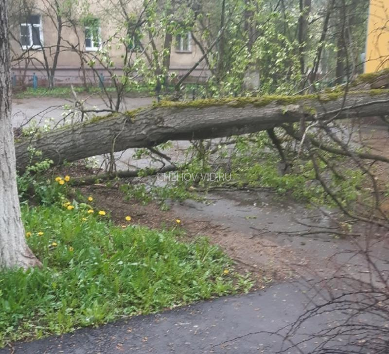 За стволами старых лип огромный пылающий